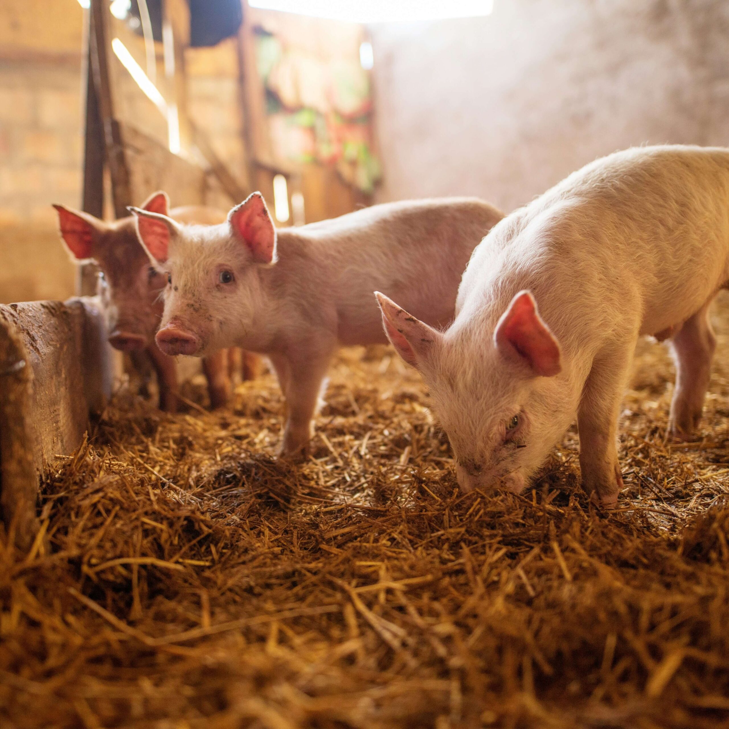 GIC Le Moineau – La porcherie s’agrandit