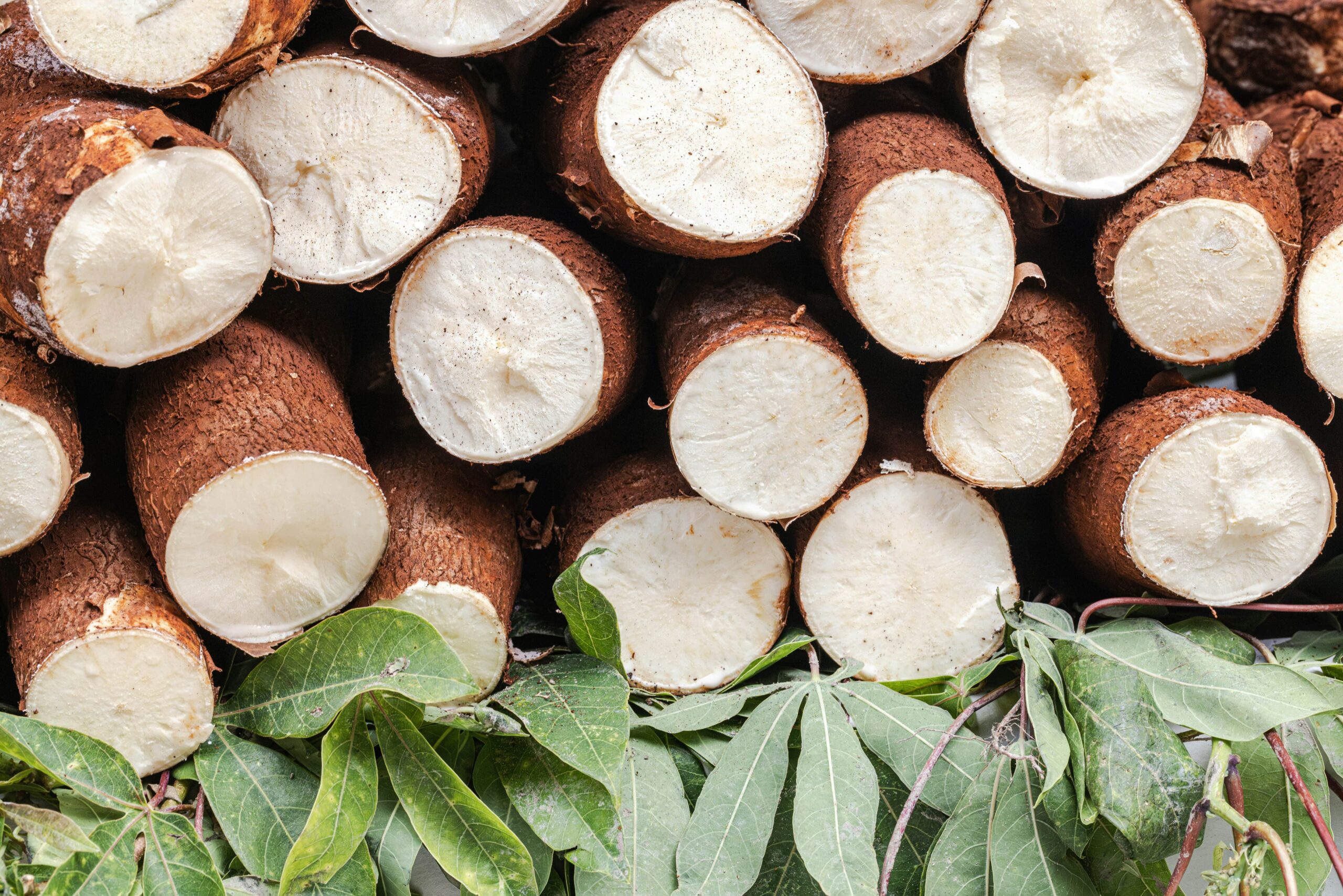 Manioc