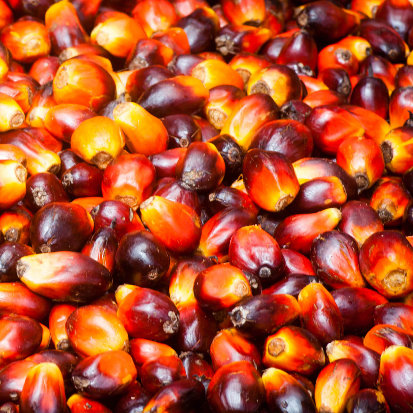 Noix de palmes – Pouma