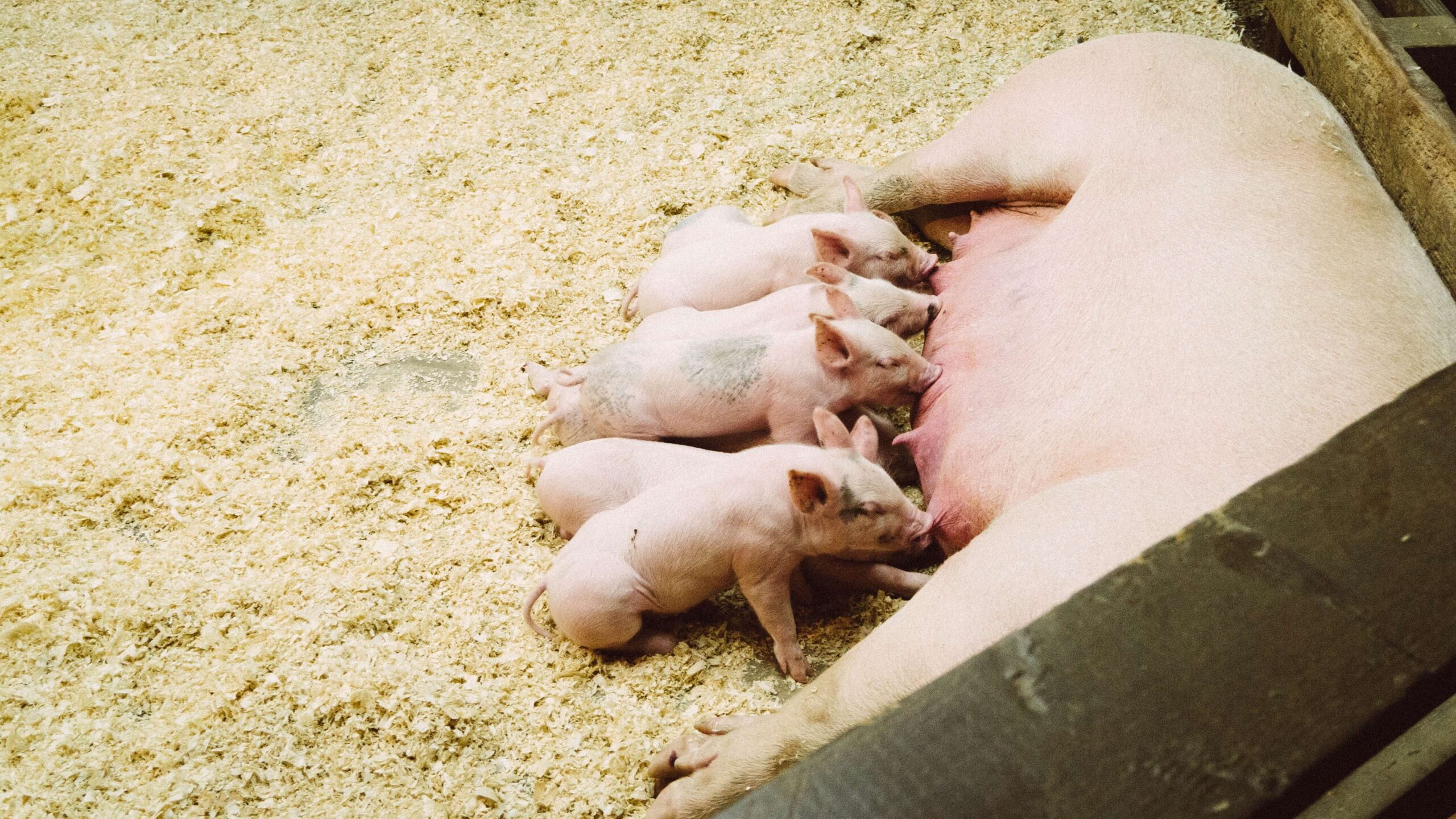 Porcs